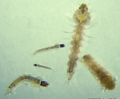 Anopheles larvae