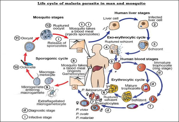 Malaria Life Cycle